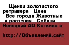 Щенки золотистого ретривера › Цена ­ 15 000 - Все города Животные и растения » Собаки   . Ненецкий АО,Коткино с.